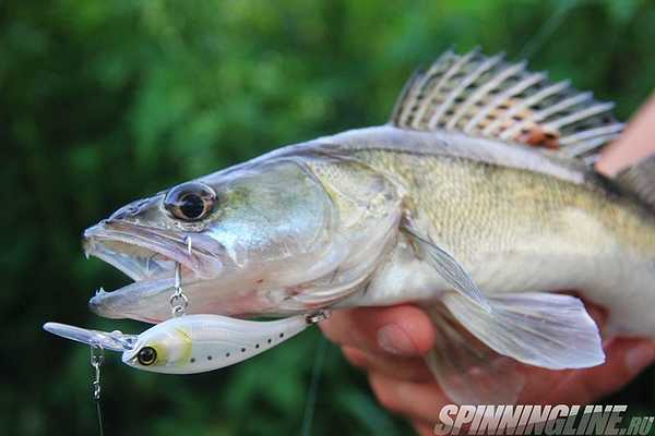 Изображение 1 : Jackall Soul Shad